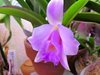 Laelia alaori x praestance 